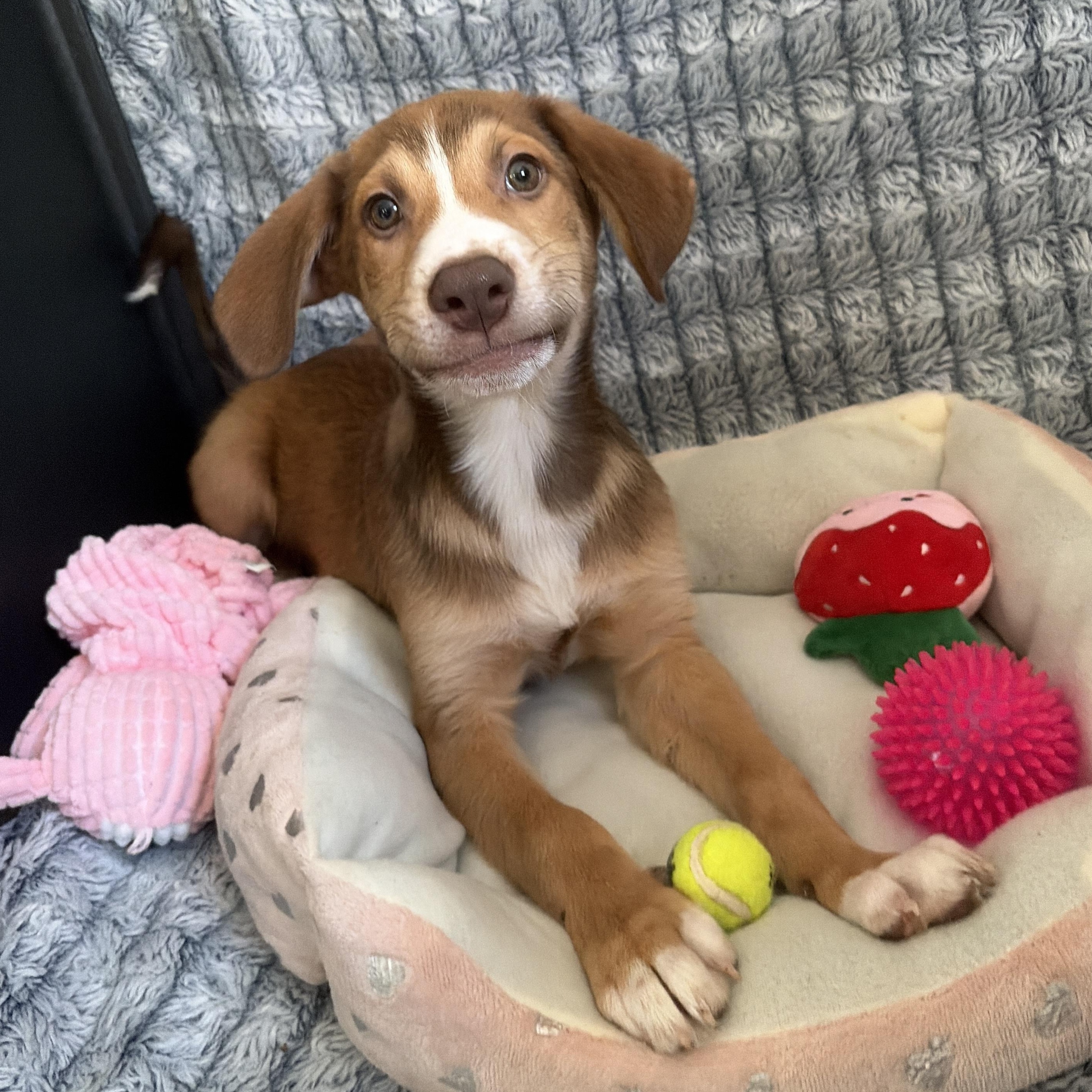 Enlarge Mr. Goodbar, a Adoptable mixed breed in Lindenhurst, NY image 1/1