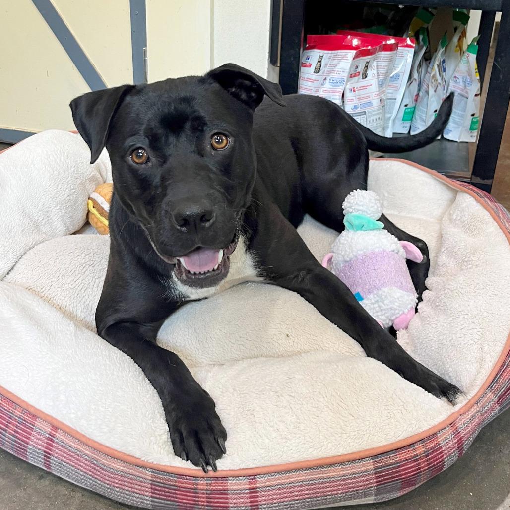 Virgil, Adoptable, Adult Male Pit Bull Terrier.