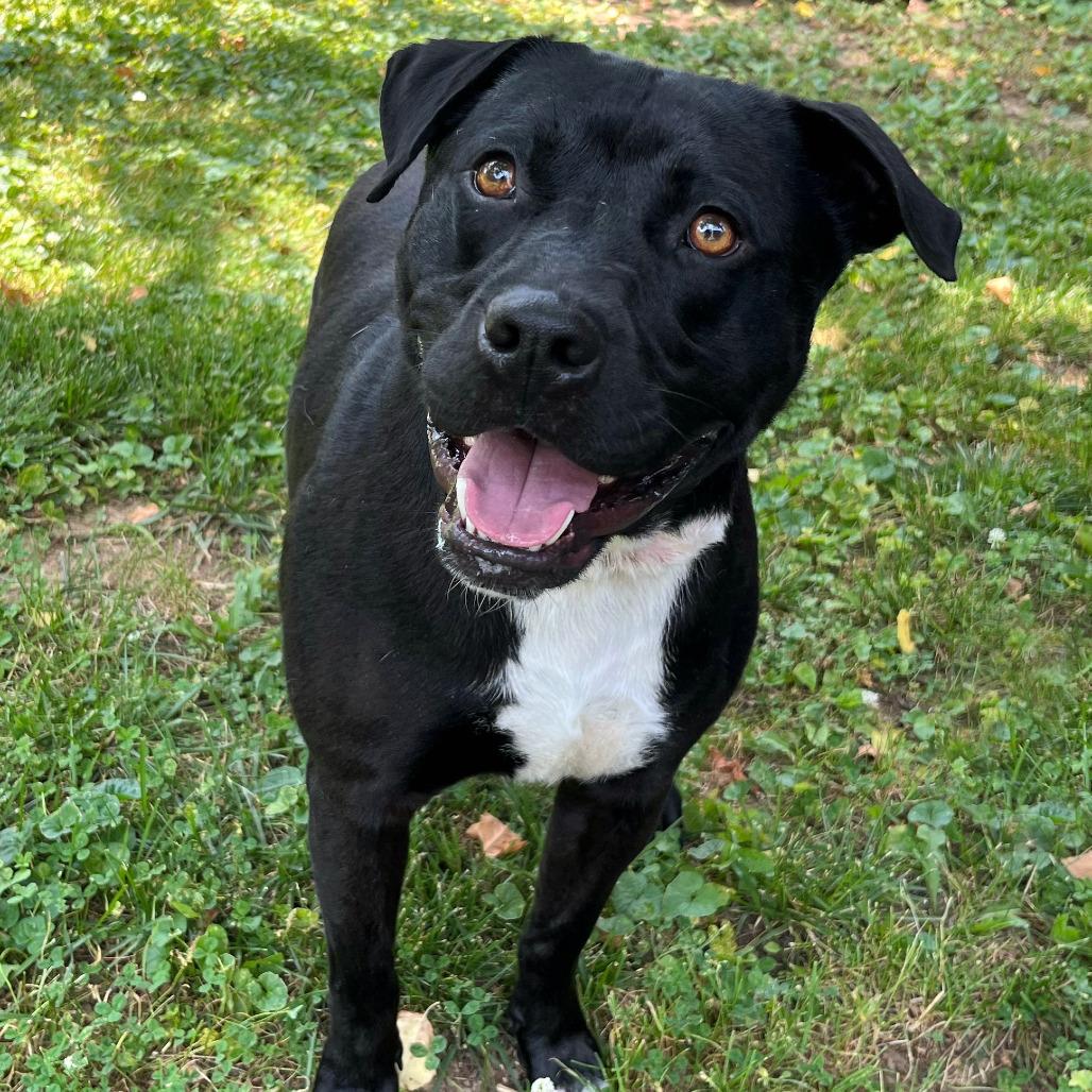 Enlarge Virgil, a Adoptable Pit Bull Terrier in Versailles, KY image 2/5