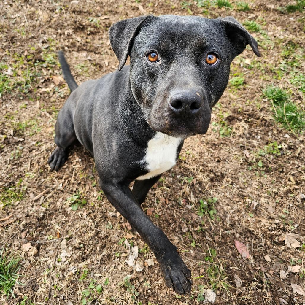 Enlarge Virgil, a Adoptable Pit Bull Terrier in Versailles, KY image 3/5