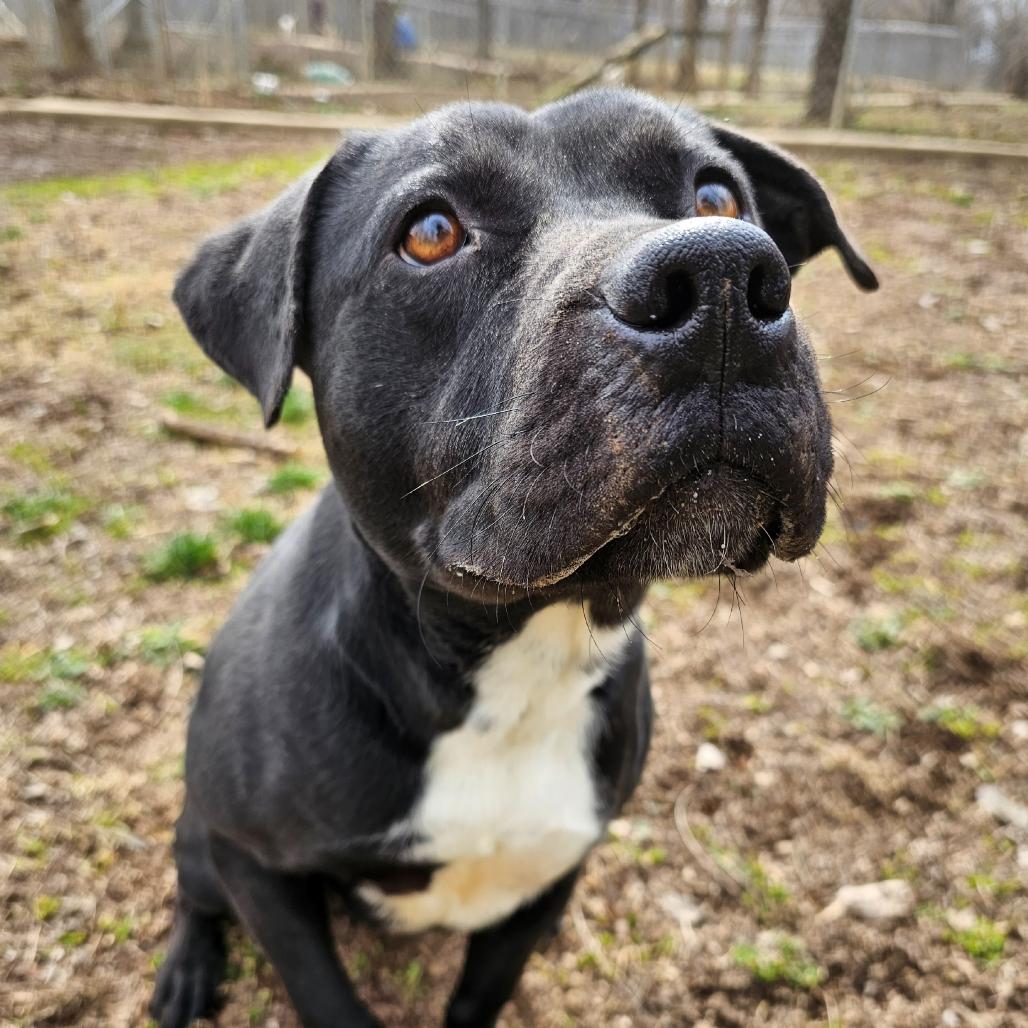 Enlarge Virgil, a Adoptable Pit Bull Terrier in Versailles, KY image 4/5