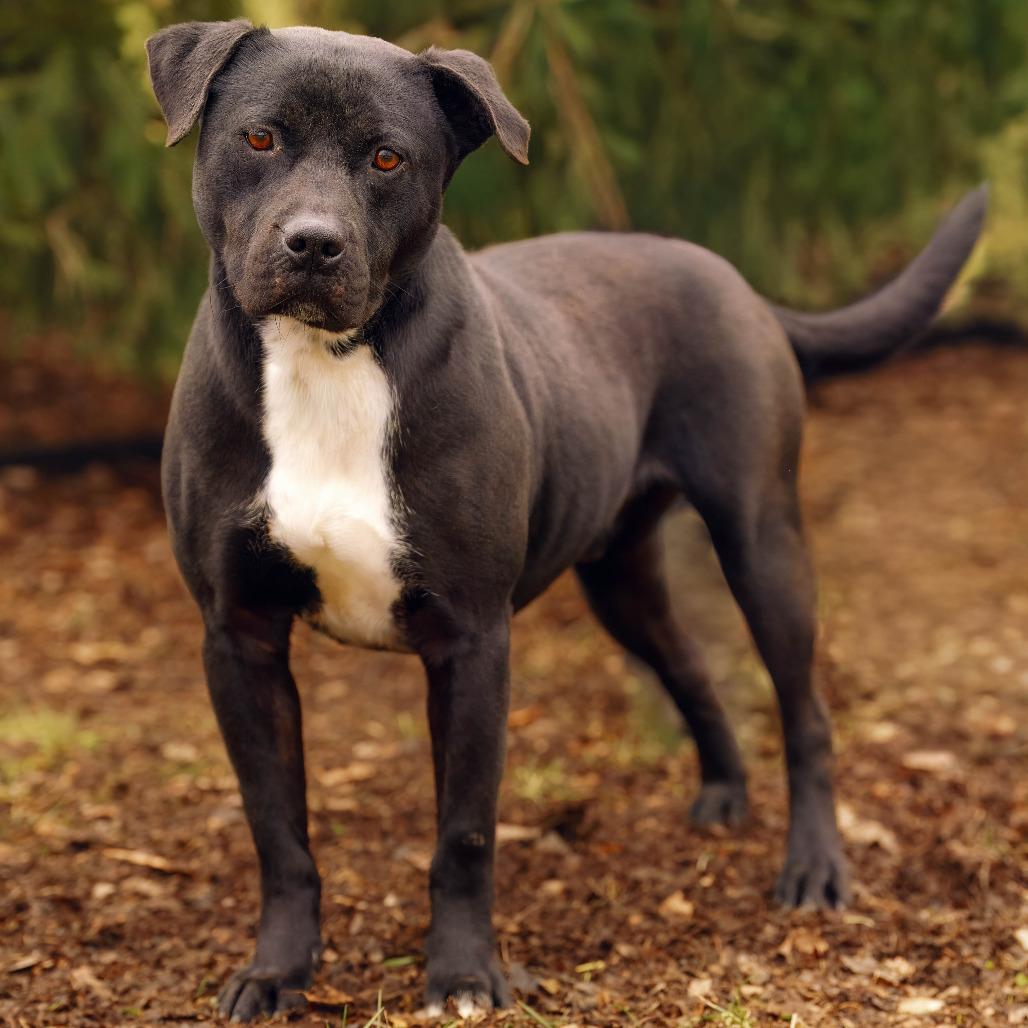 Enlarge Virgil, a Adoptable Pit Bull Terrier in Versailles, KY image 6/6