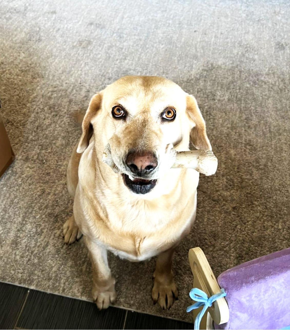 Rey, a ADOPTABLE Labrador Retriever in Phoenix, AZ image 1/3