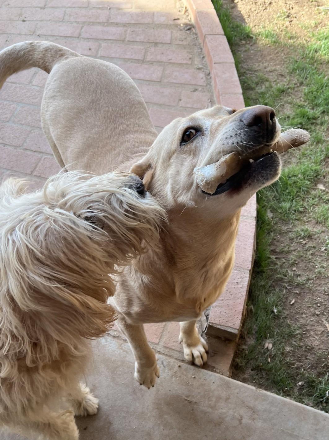 Rey, a ADOPTABLE Labrador Retriever in Phoenix, AZ image 2/3