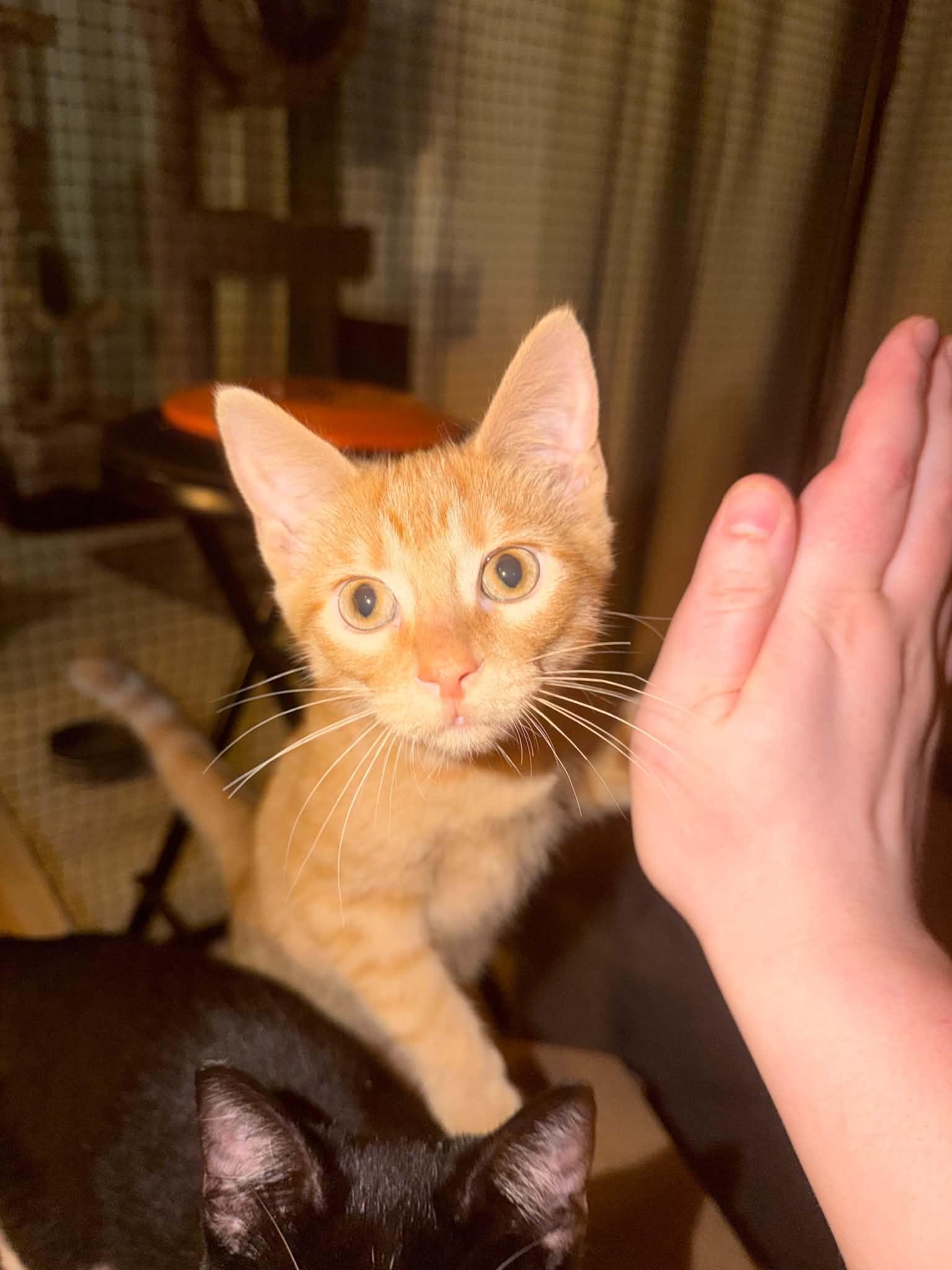 Louie, Adopted, Kitten Male Domestic Short Hair.