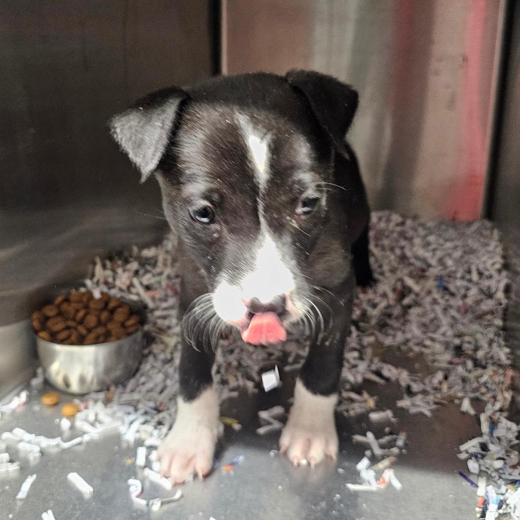 Lil'Pink, Adoptable, Puppy Female Hound.