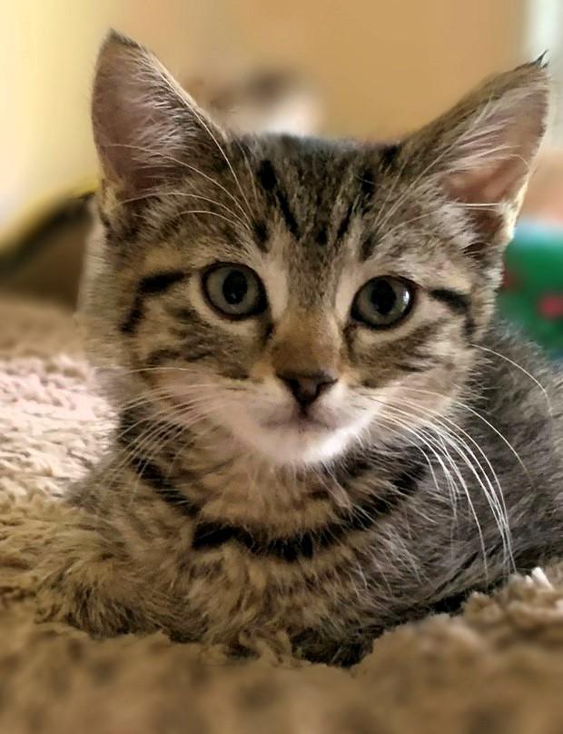 Enlarge Misty & Tabby Kittens, a Adoptable Domestic Short Hair in Fairfield, IA image 3/6