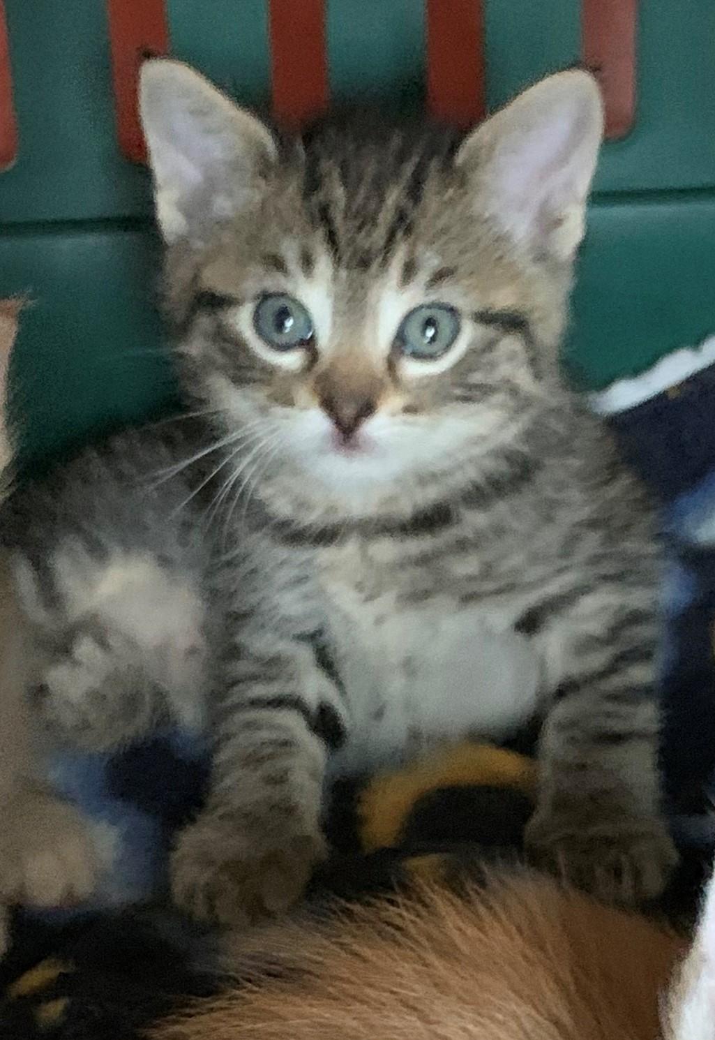 Enlarge Misty & Tabby Kittens, a Adoptable Domestic Short Hair in Fairfield, IA image 6/6