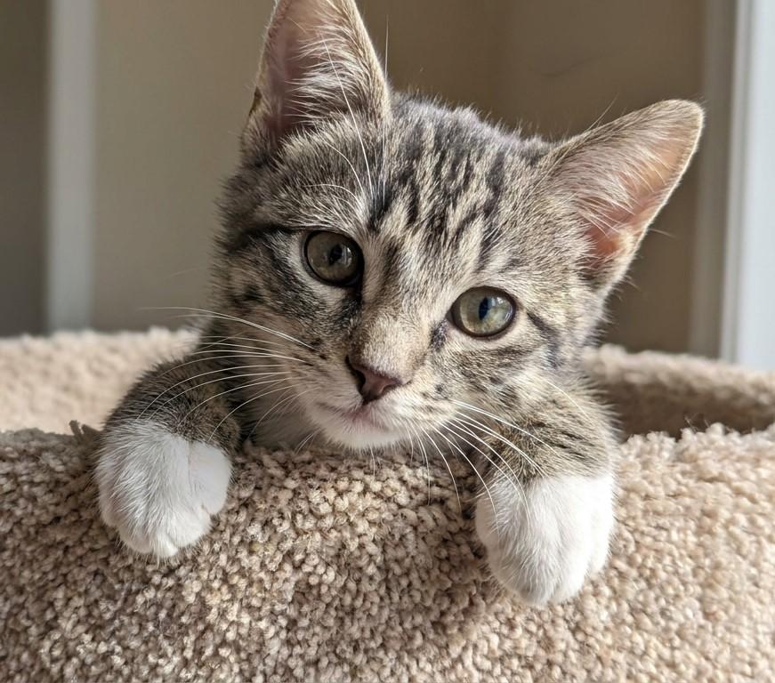 Misty & Tabby Kittens, Adoptable, Kitten Female Domestic Short Hair.