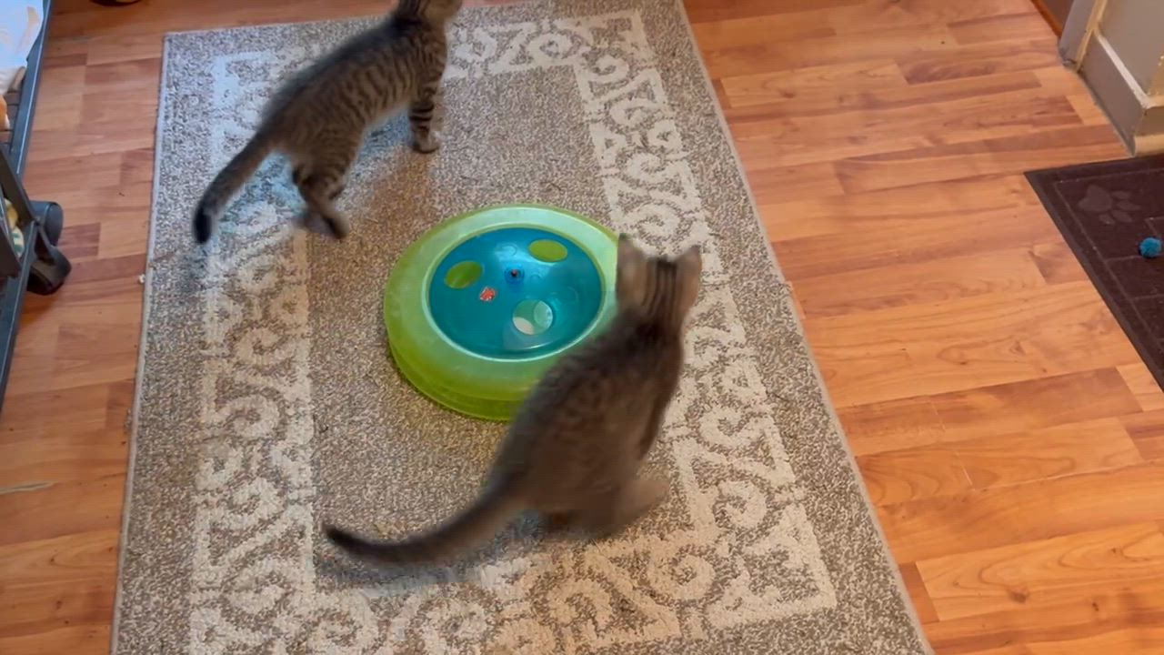 Enlarge Misty & Tabby Kittens, a Adoptable Domestic Short Hair in Fairfield, IA video 5/6