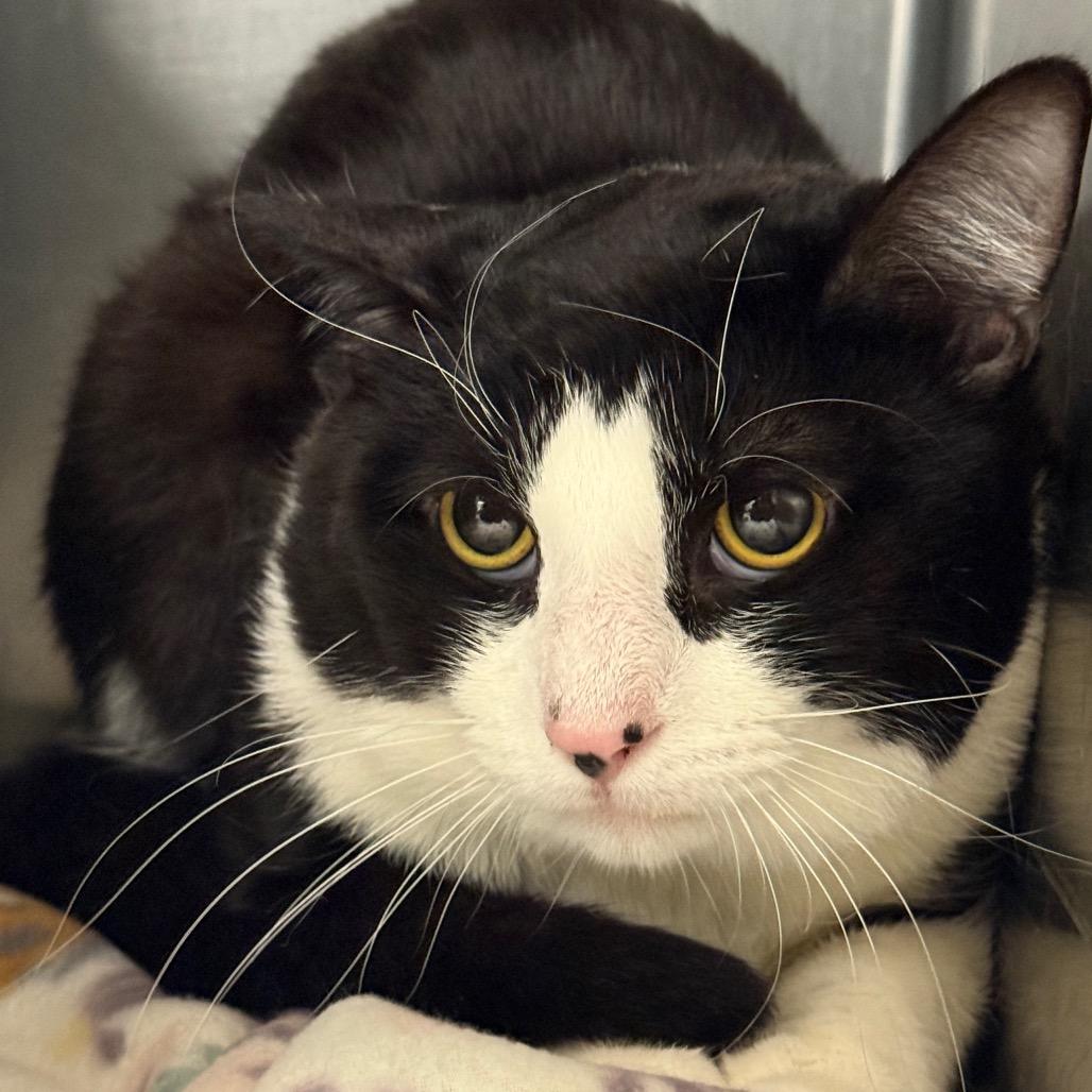 Enlarge Dior, a Adoptable Domestic Medium Hair in Perkiomenville, PA image 1/1
