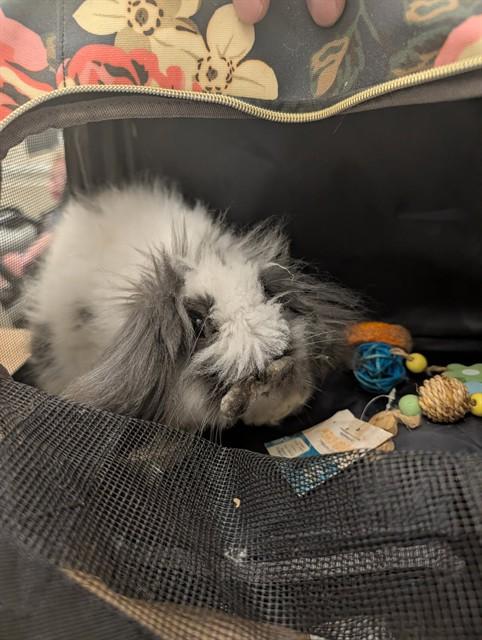 ELVIS, Adoptable, Young Male Bunny Rabbit.