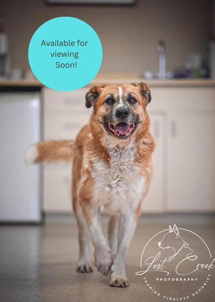 Enlarge Riley, a Adoptable mixed breed in Kalispell, MT image 1/3