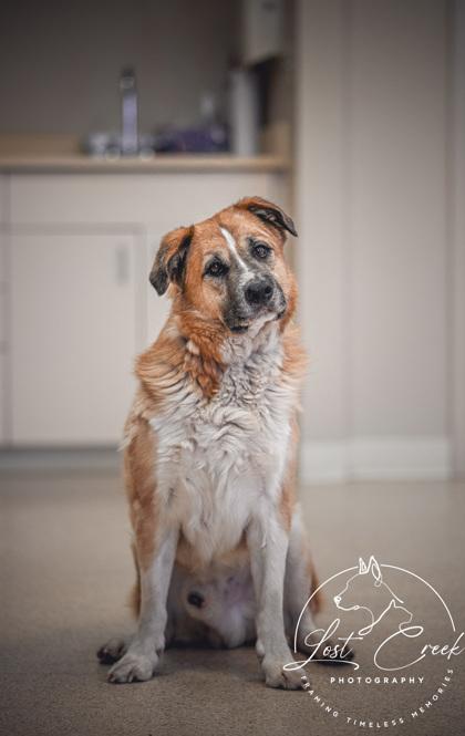 Enlarge Riley, a Adoptable mixed breed in Kalispell, MT image 2/3