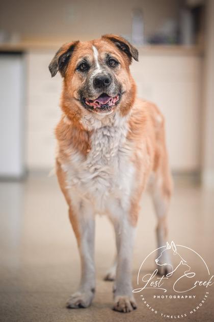 Enlarge Riley, a Adoptable mixed breed in Kalispell, MT image 3/3