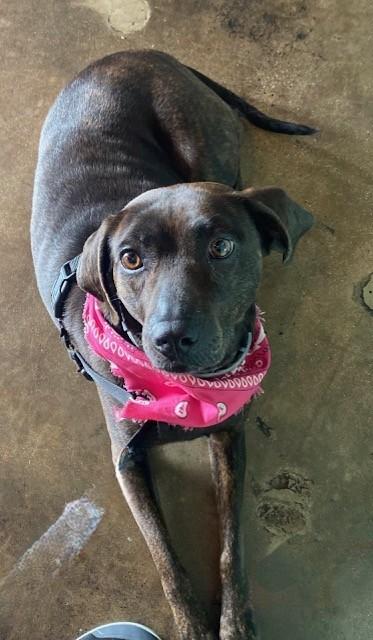 BELLY, Adoptable, Adult Female Labrador Retriever.