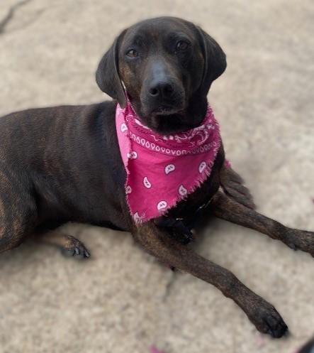 Enlarge BELLY, a Adoptable mixed breed in fort worth, TX image 2/4