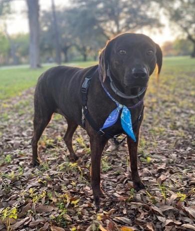 Enlarge BELLY, a Adoptable mixed breed in fort worth, TX image 3/4