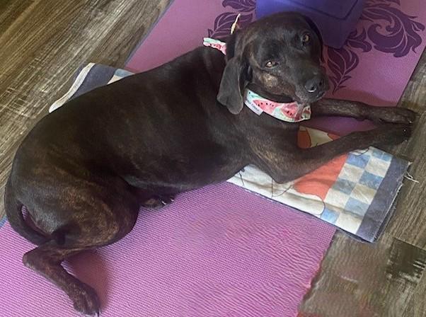 Enlarge BELLY, a Adoptable mixed breed in fort worth, TX image 4/4