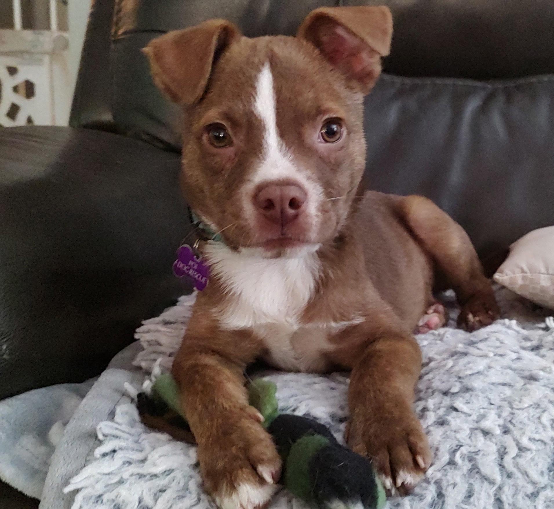 Koa