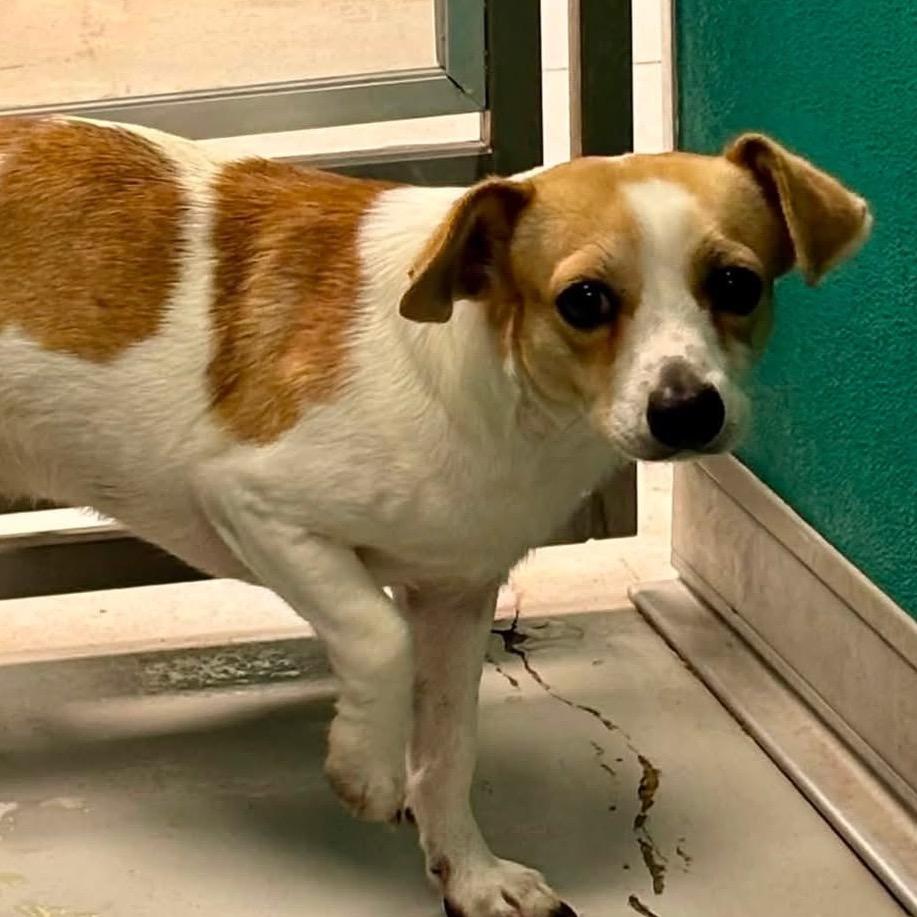 Elliott, Adoptable, Adult Male Jack Russell Terrier & Terrier.