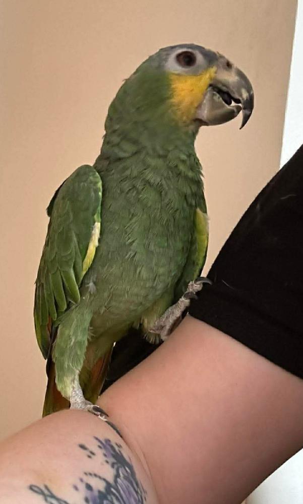 Kiwi, Adopted, Senior Male Amazon.