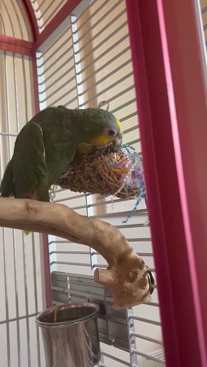 Enlarge Kiwi, a Adopted Amazon in West Mifflin, PA video 2/2