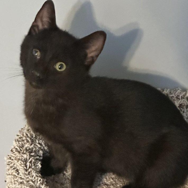 Enlarge Frisbee, a Adoptable Domestic Short Hair in Woodstock, GA image 1/1