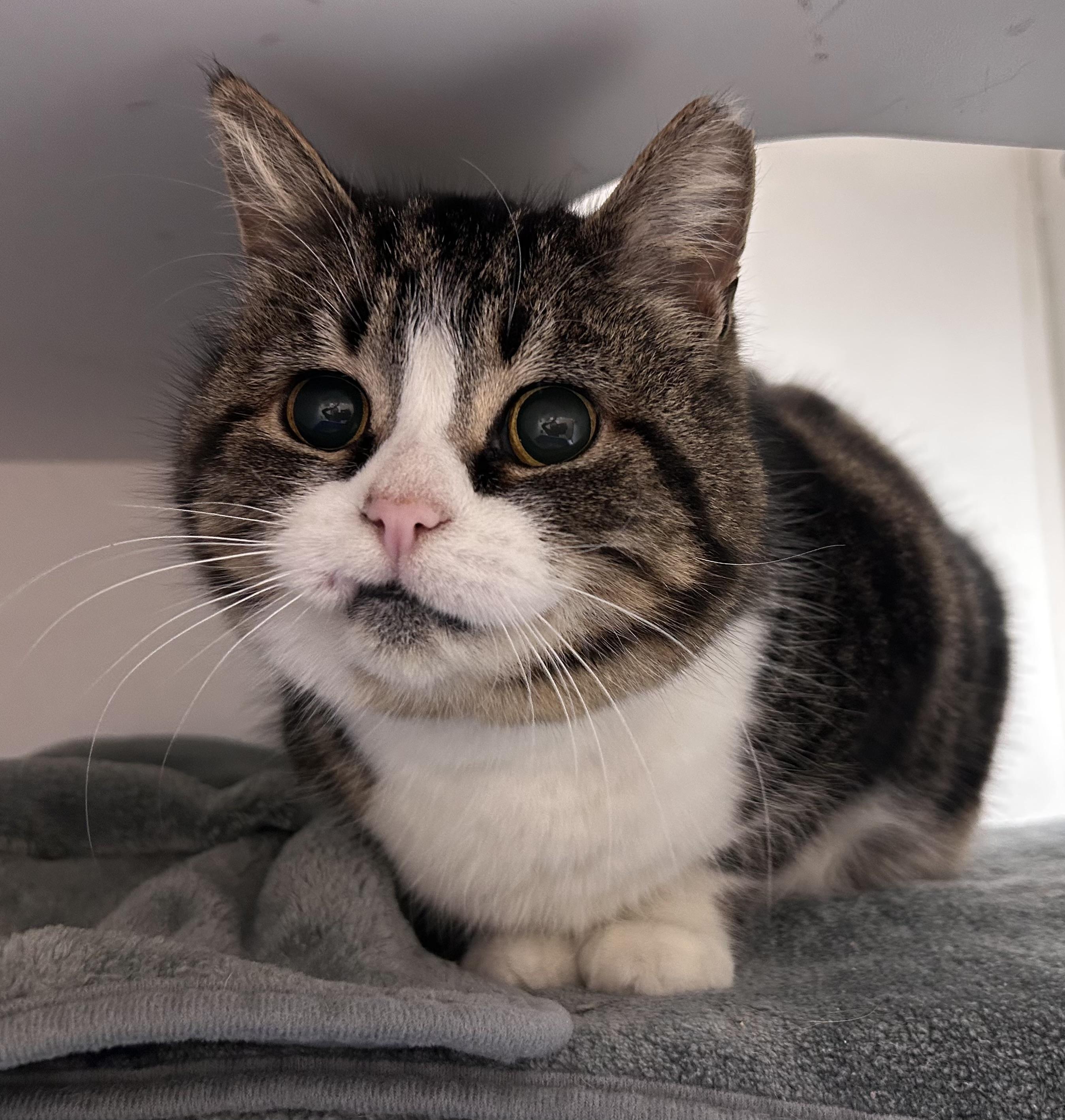 Enlarge Holiday, a ADOPTABLE Domestic Short Hair in Wallingford, CT image 3/6