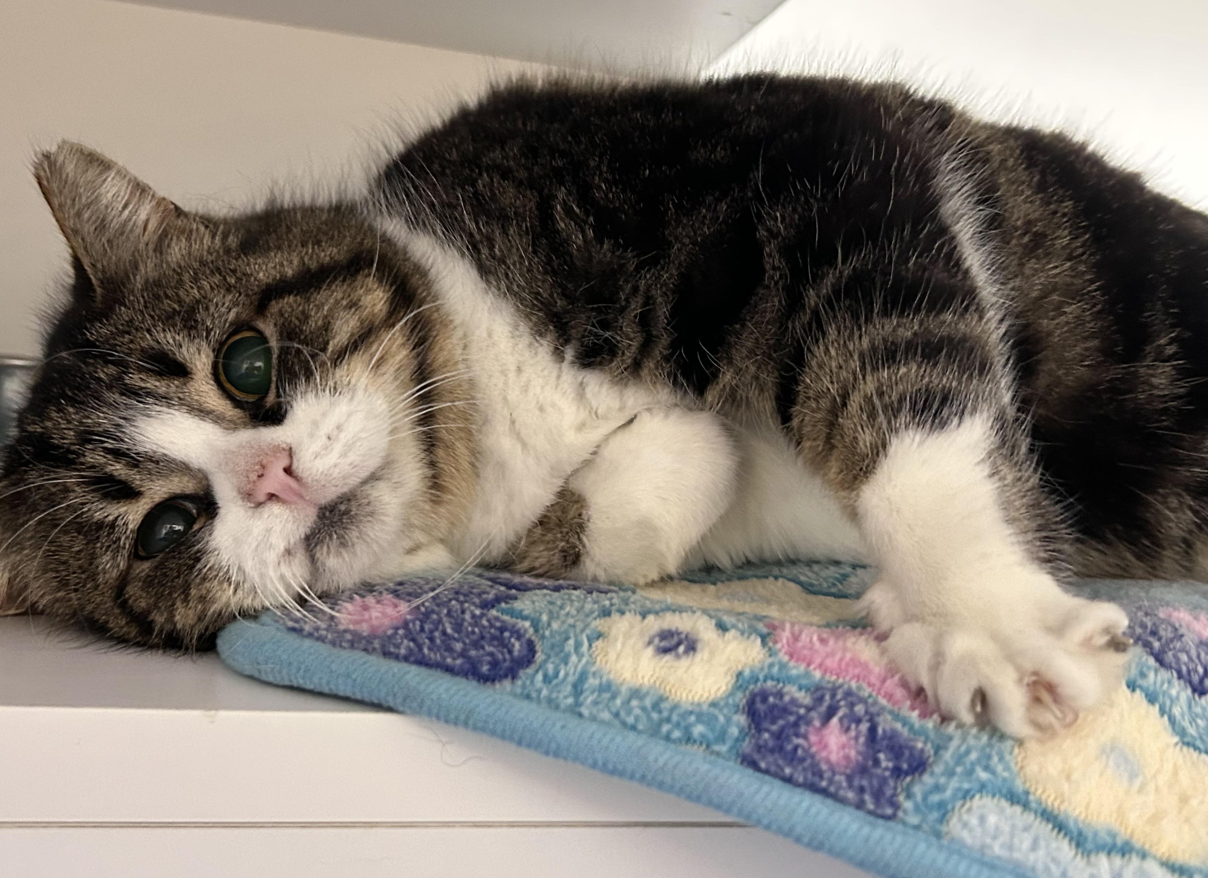 Enlarge Holiday, a ADOPTABLE Domestic Short Hair in Wallingford, CT image 2/6