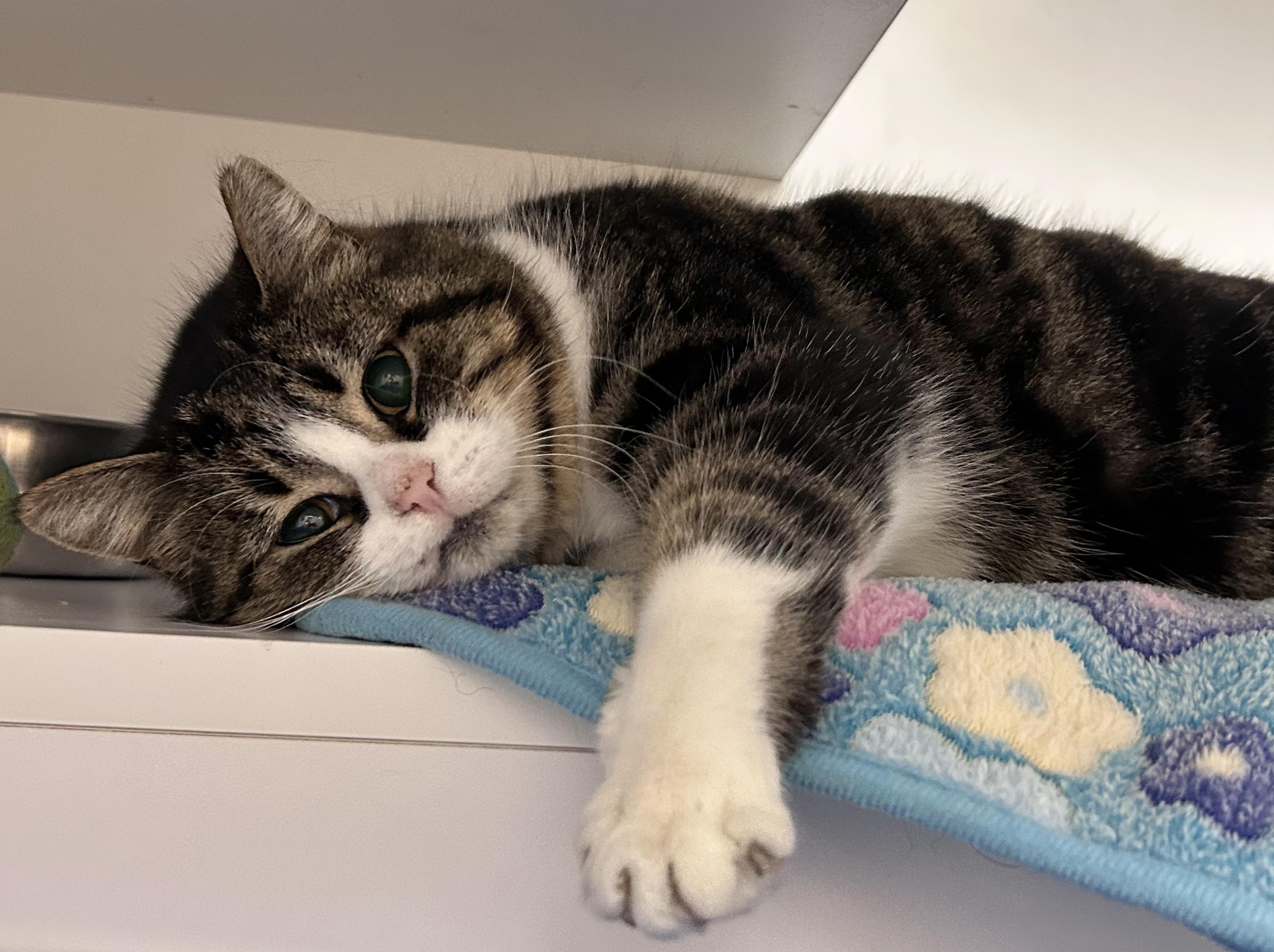 Enlarge Holiday, a ADOPTABLE Domestic Short Hair in Wallingford, CT image 6/6