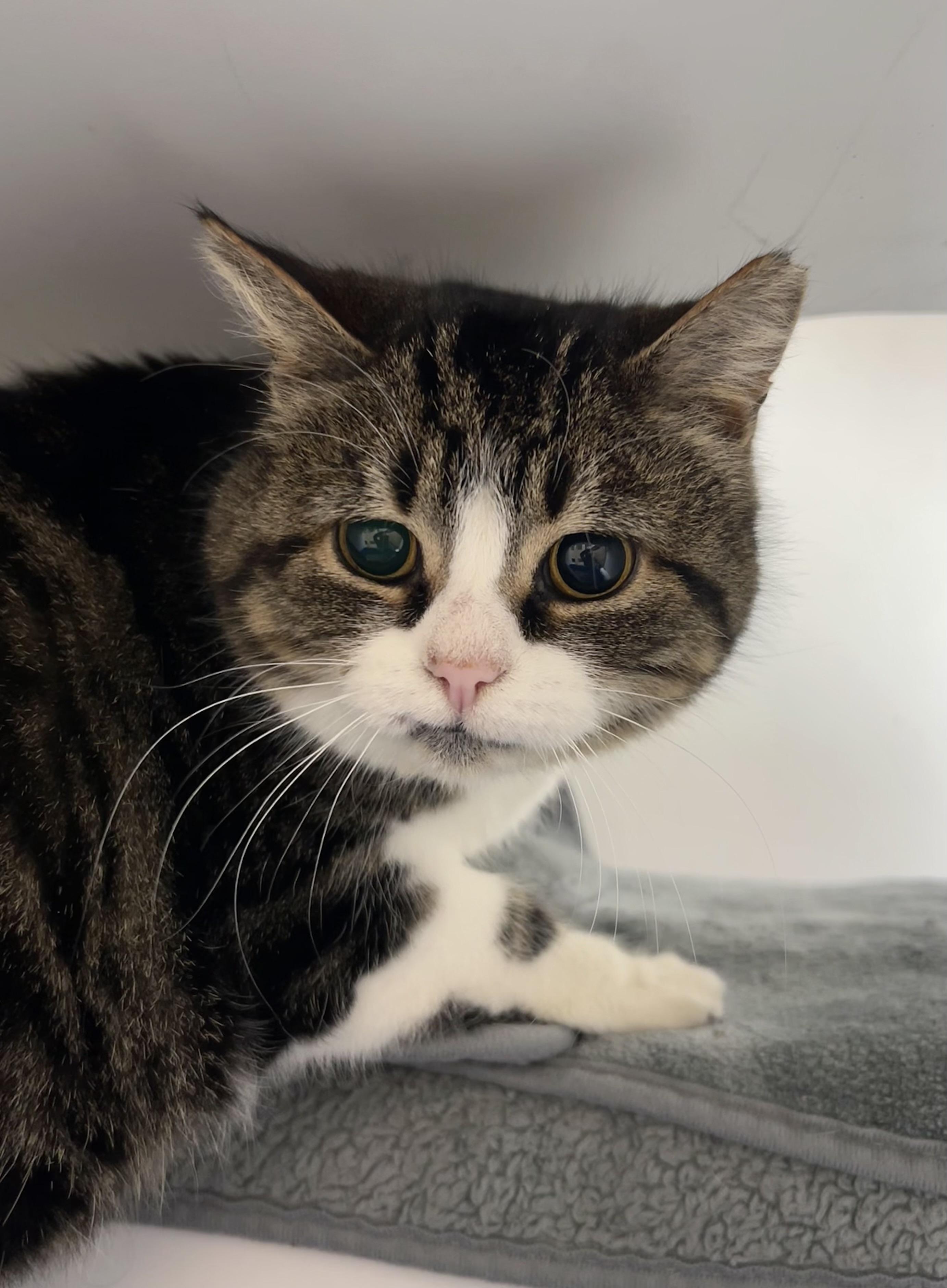 Enlarge Holiday, a ADOPTABLE Domestic Short Hair in Wallingford, CT image 5/6