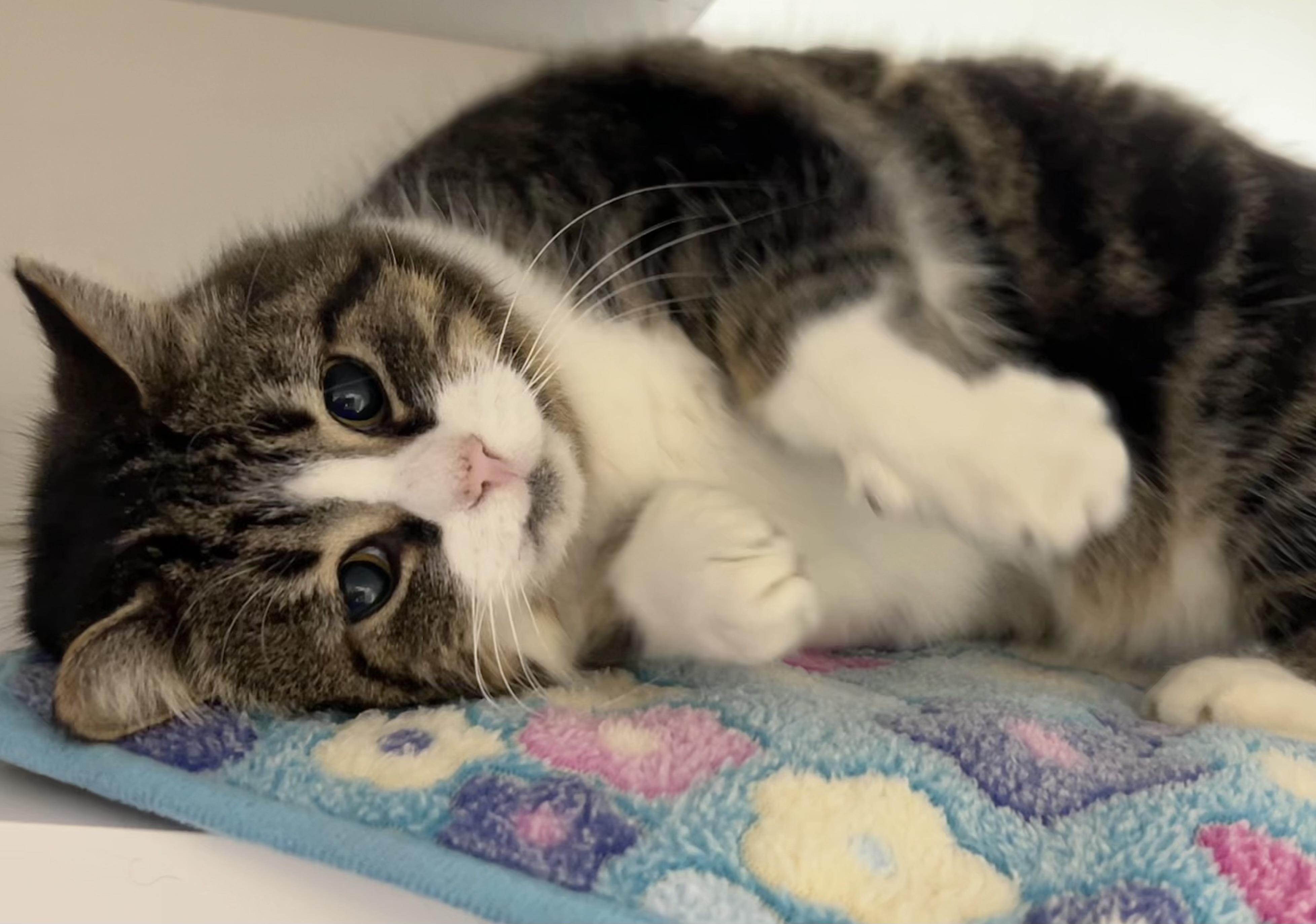 Enlarge Holiday, a ADOPTABLE Domestic Short Hair in Wallingford, CT image 4/6