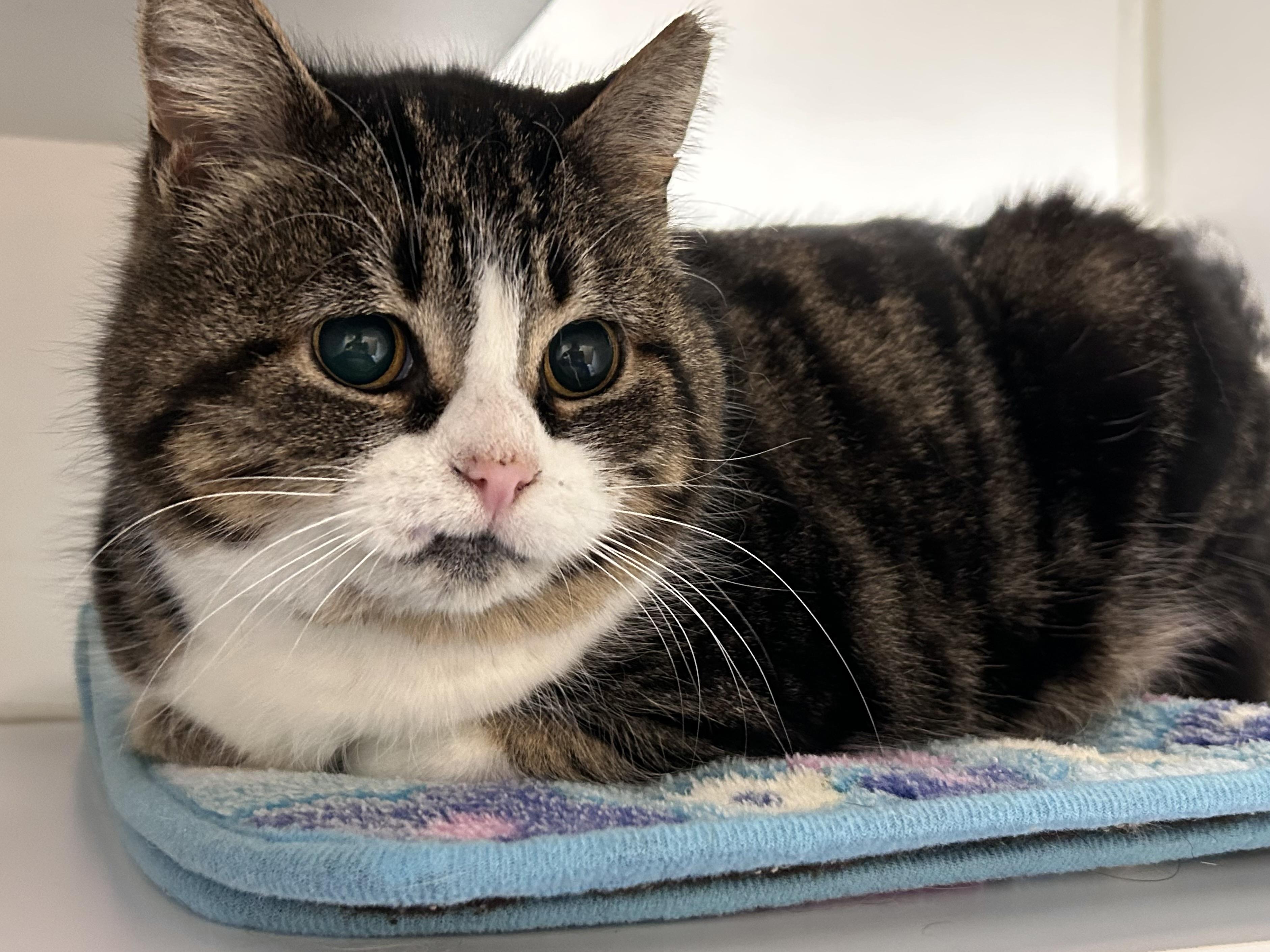 Holiday, ADOPTABLE, Senior Female Domestic Short Hair.