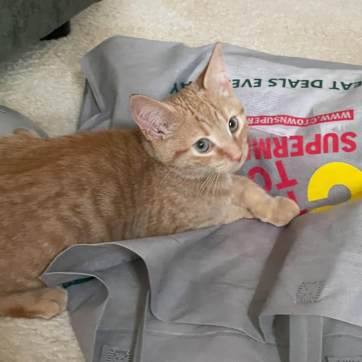 Enlarge Maple and Acorn, a Adoptable Tortoiseshell in Astoria, NY image 3/6