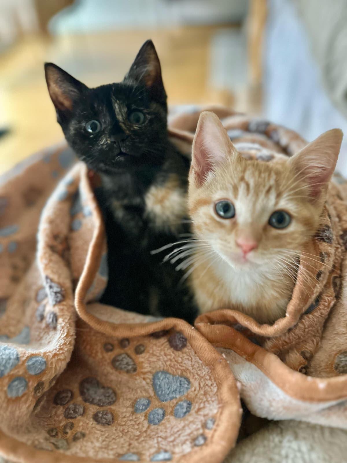 Maple and Acorn, Adoptable, Kitten Female Tortoiseshell.