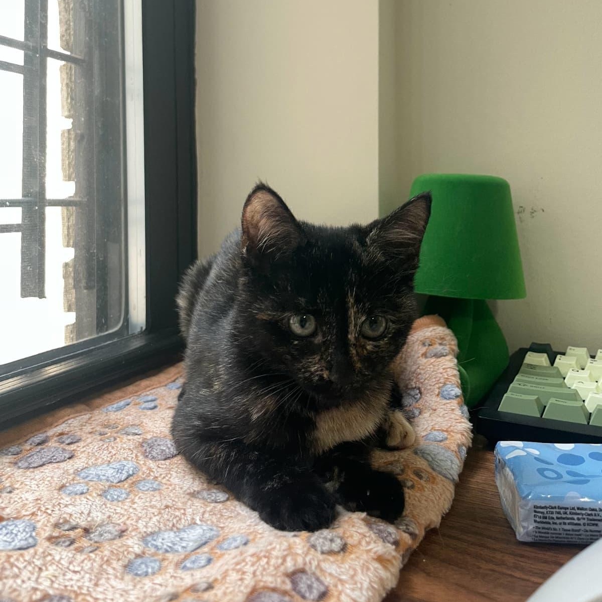 Enlarge Maple and Acorn, a Adoptable Tortoiseshell in Astoria, NY image 4/6