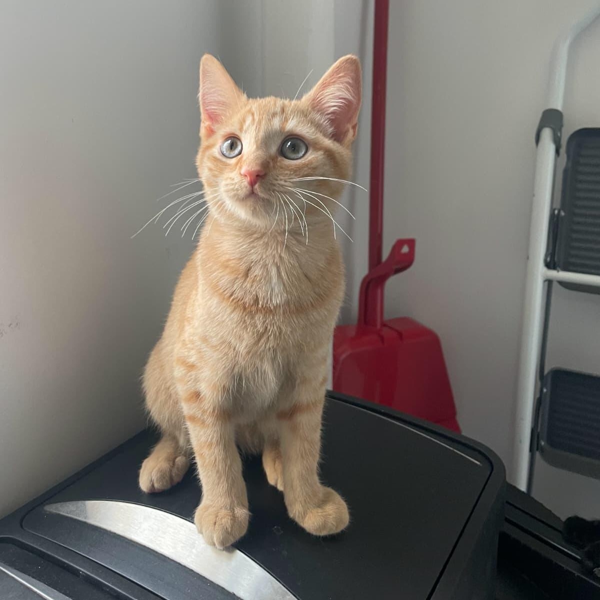 Enlarge Maple and Acorn, a Adoptable Tortoiseshell in Astoria, NY image 5/6