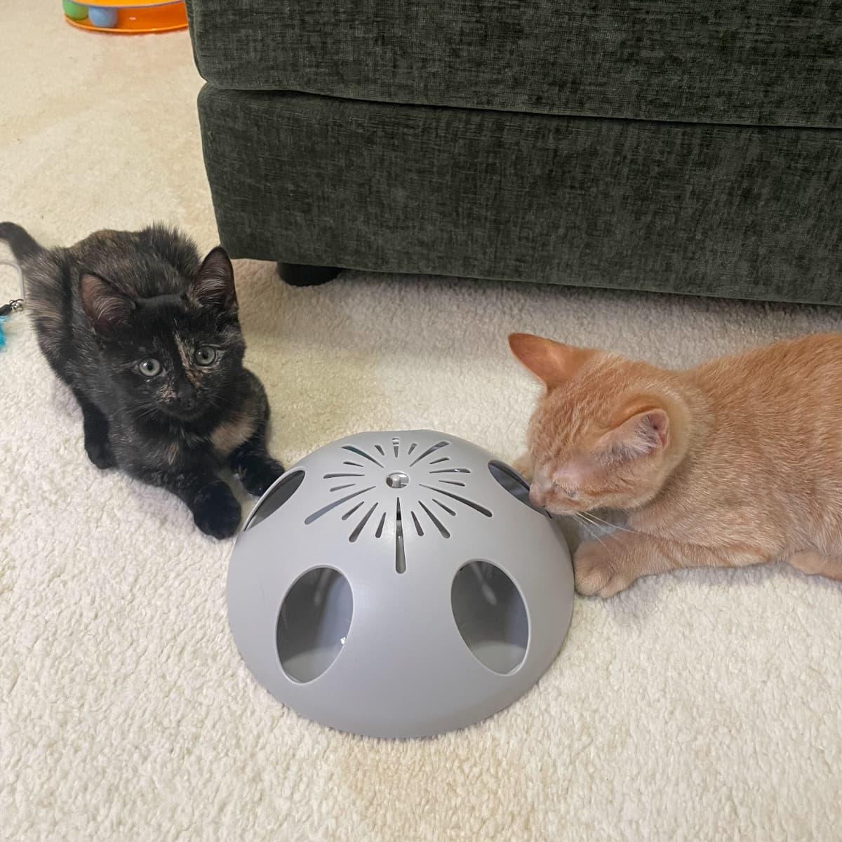 Enlarge Maple and Acorn, a Adoptable Tortoiseshell in Astoria, NY image 2/6