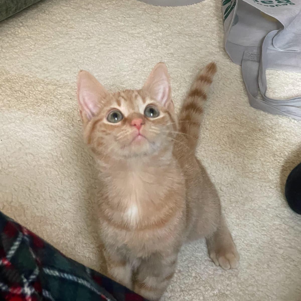 Enlarge Maple and Acorn, a Adoptable Tortoiseshell in Astoria, NY image 6/6