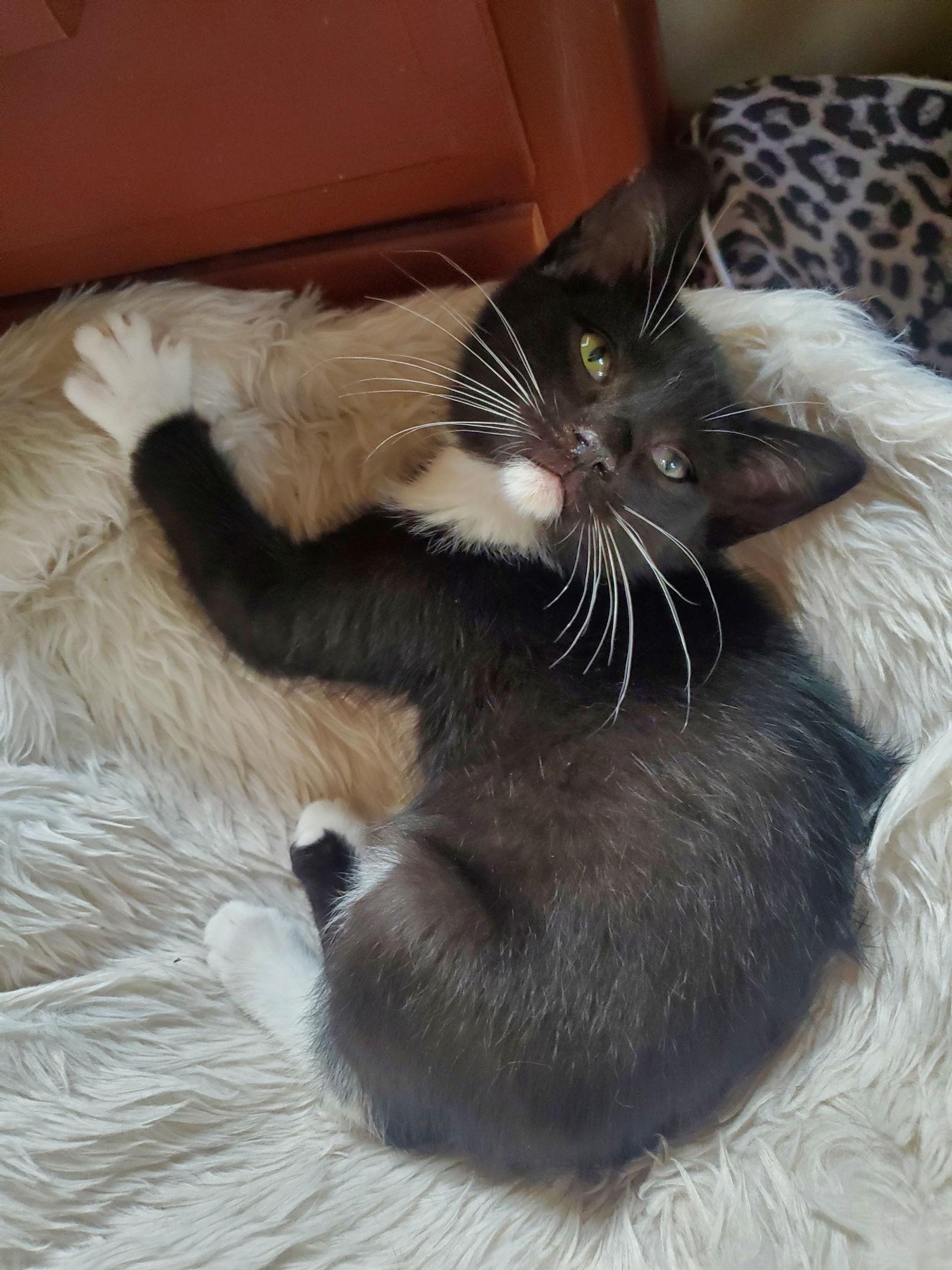 Enlarge Yf Litter Tango, a Adoptable Domestic Short Hair in Livonia, MI image 1/2