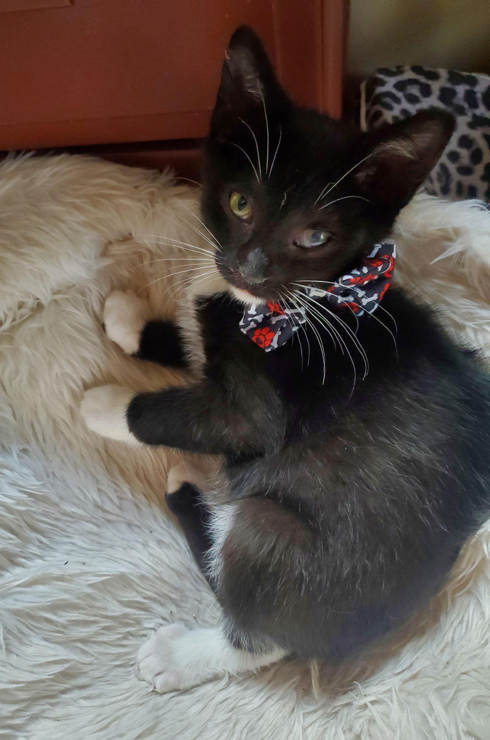 Enlarge Yf Litter Tango, a Adoptable Domestic Short Hair in Livonia, MI image 2/2