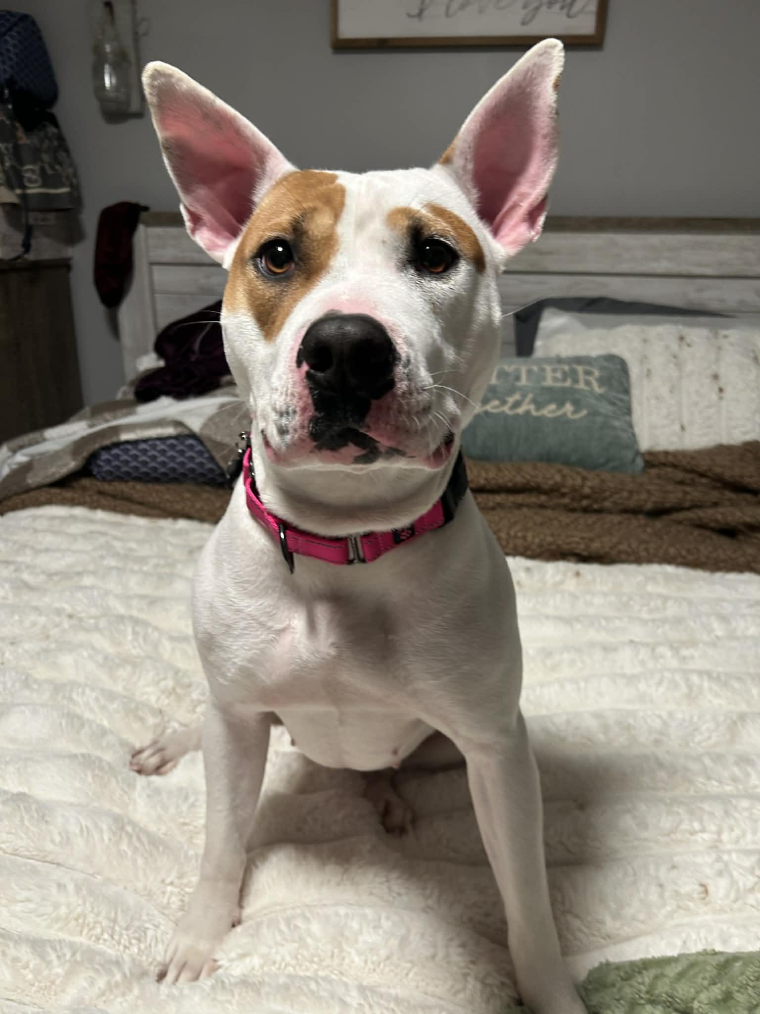 Caya, Adopted, Adult Female Pit Bull Terrier & Cattle Dog.