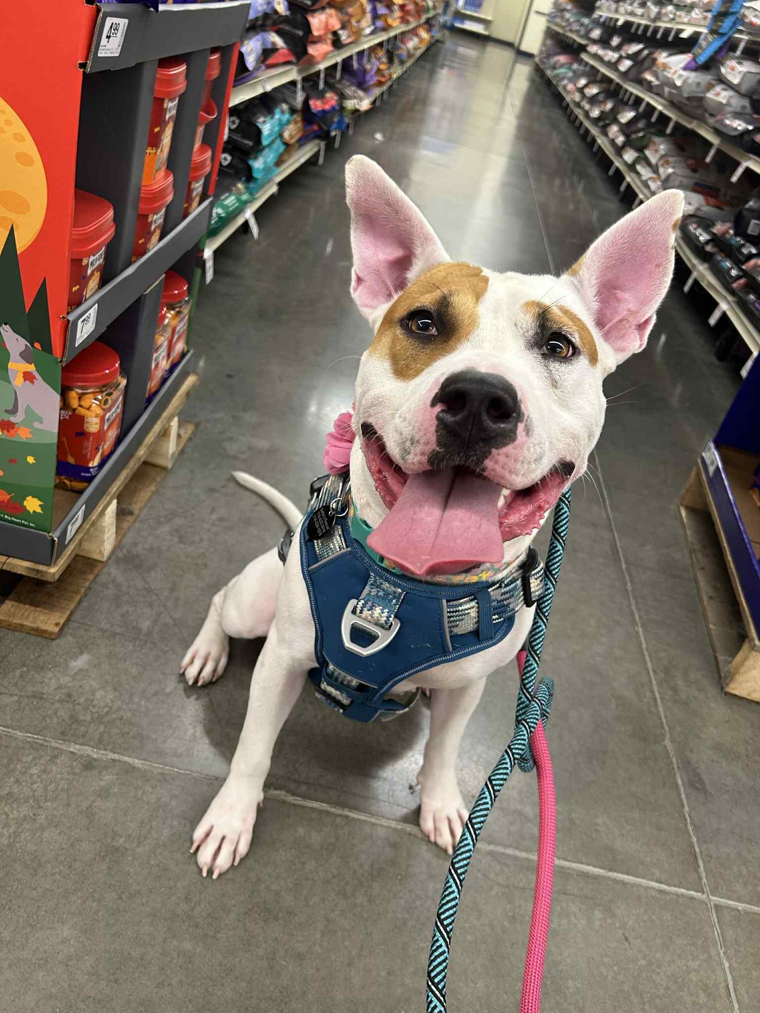 Enlarge Caya, a Adopted mixed breed in Springville, NY image 2/3