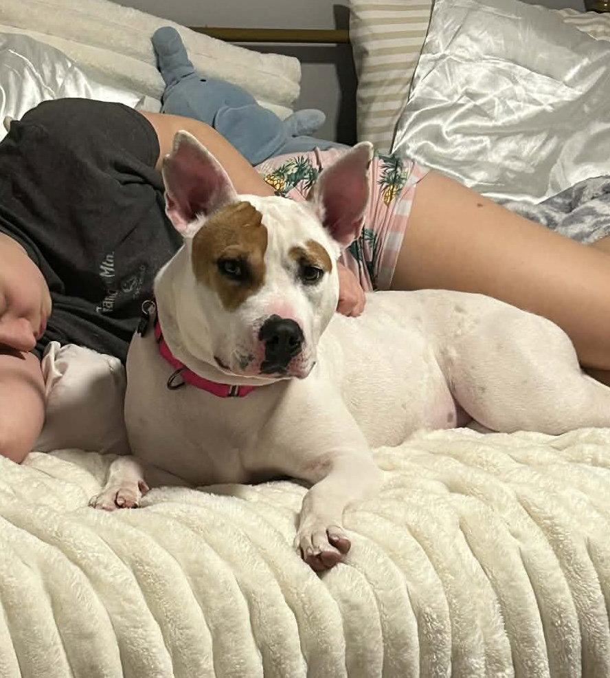 Caya, Adopted, Adult Female Pit Bull Terrier & Cattle Dog.