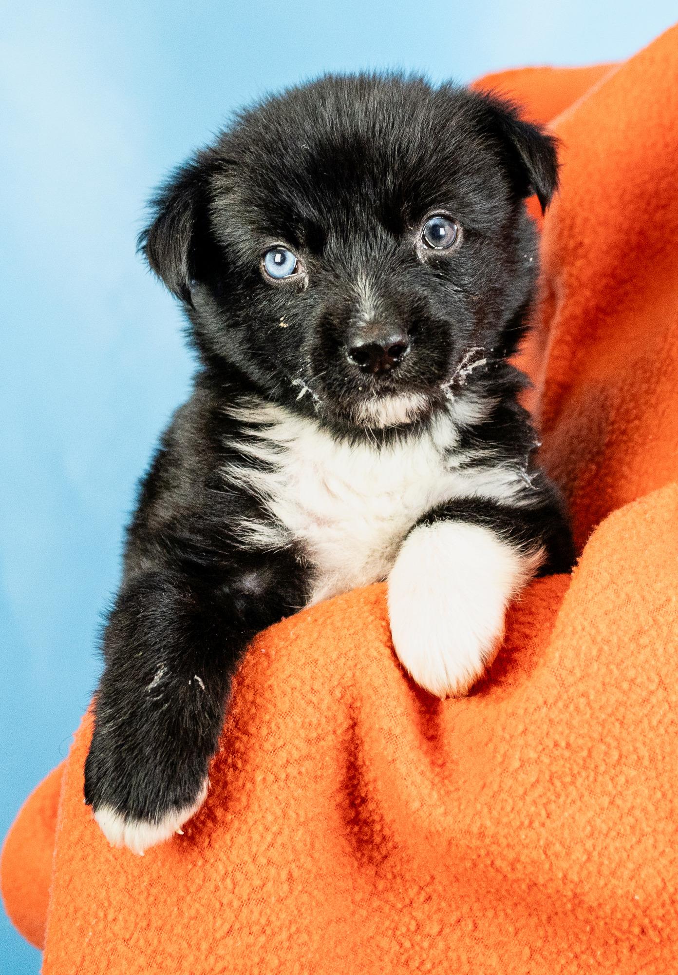 Coda, Adopted, Puppy Male Retriever & Mixed Breed.