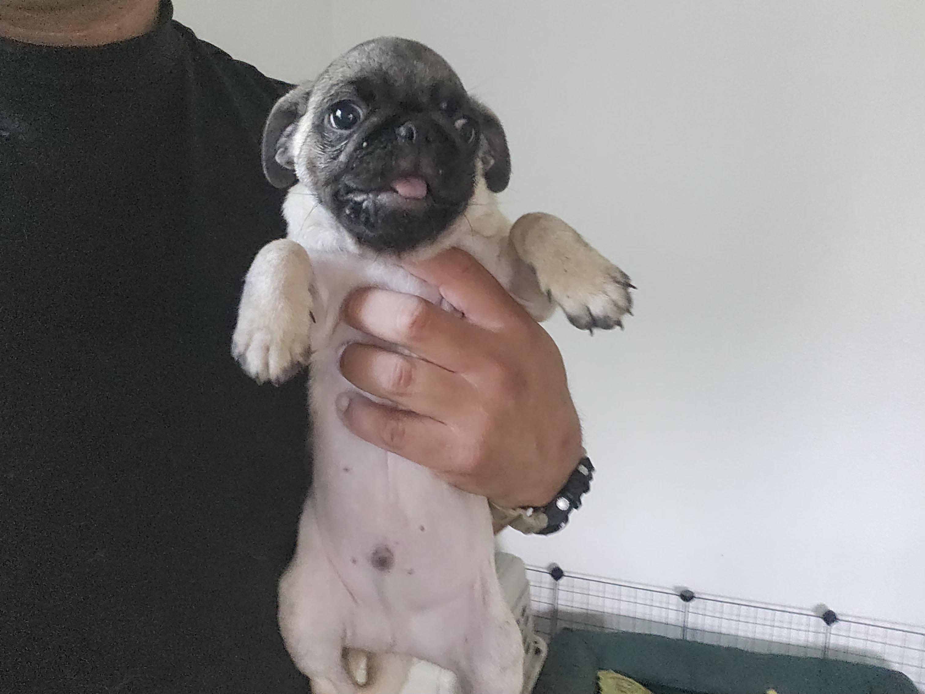 Enlarge Peiper, a Adoptable Pug in Long Beach, CA image 1/1