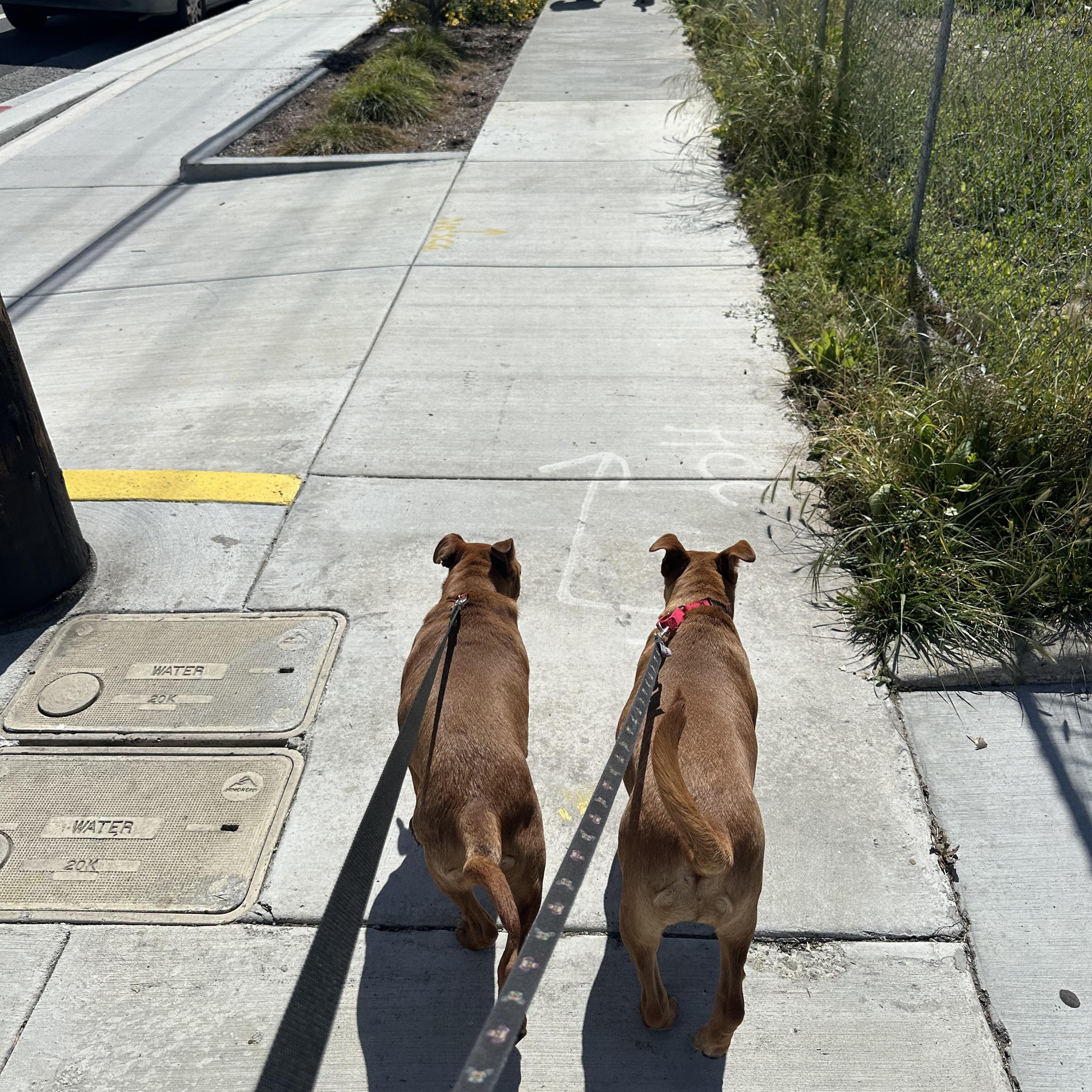 Enlarge Billie, a ADOPTABLE mixed breed in South El Monte, CA image 5/5