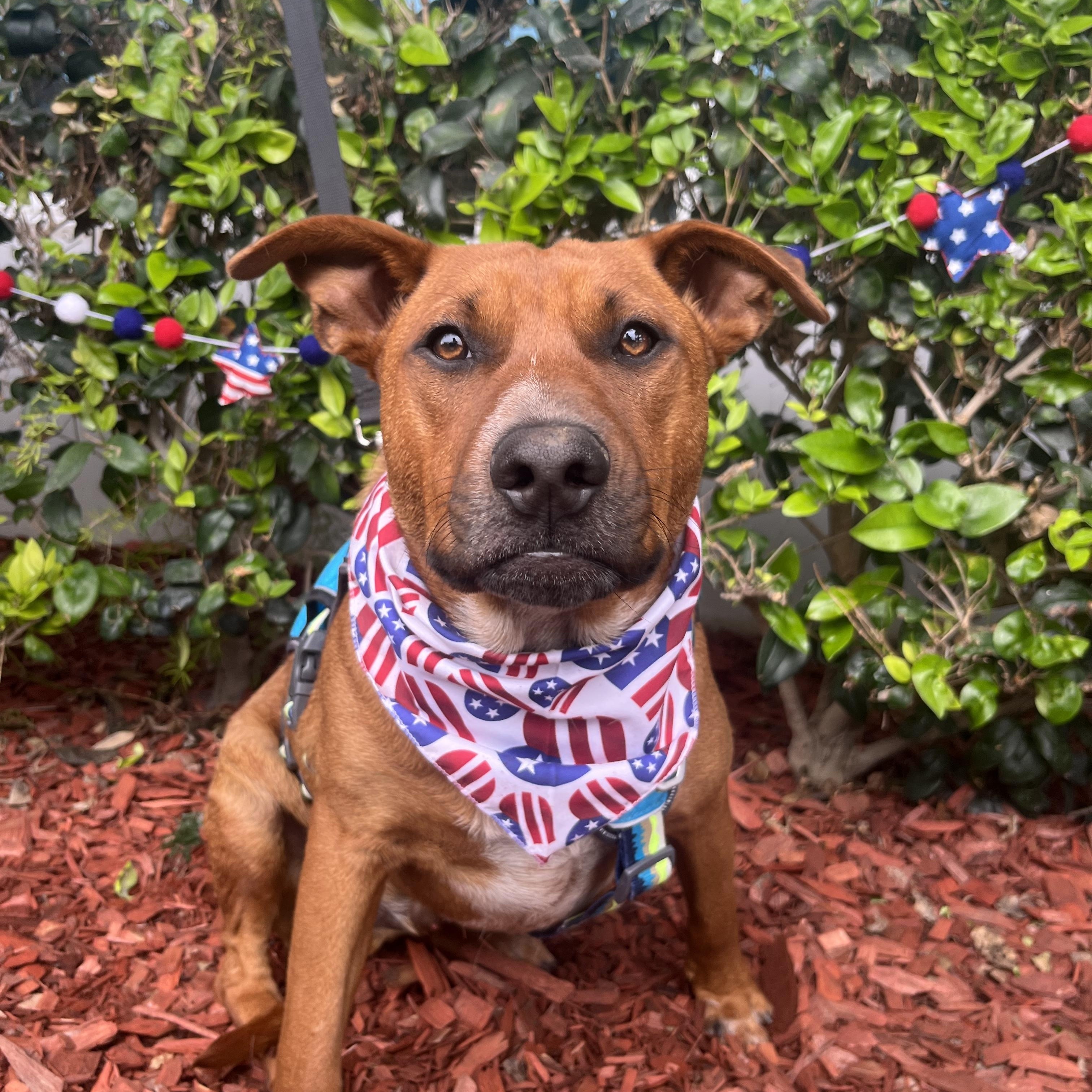 Enlarge Billie, a ADOPTABLE mixed breed in South El Monte, CA image 1/5