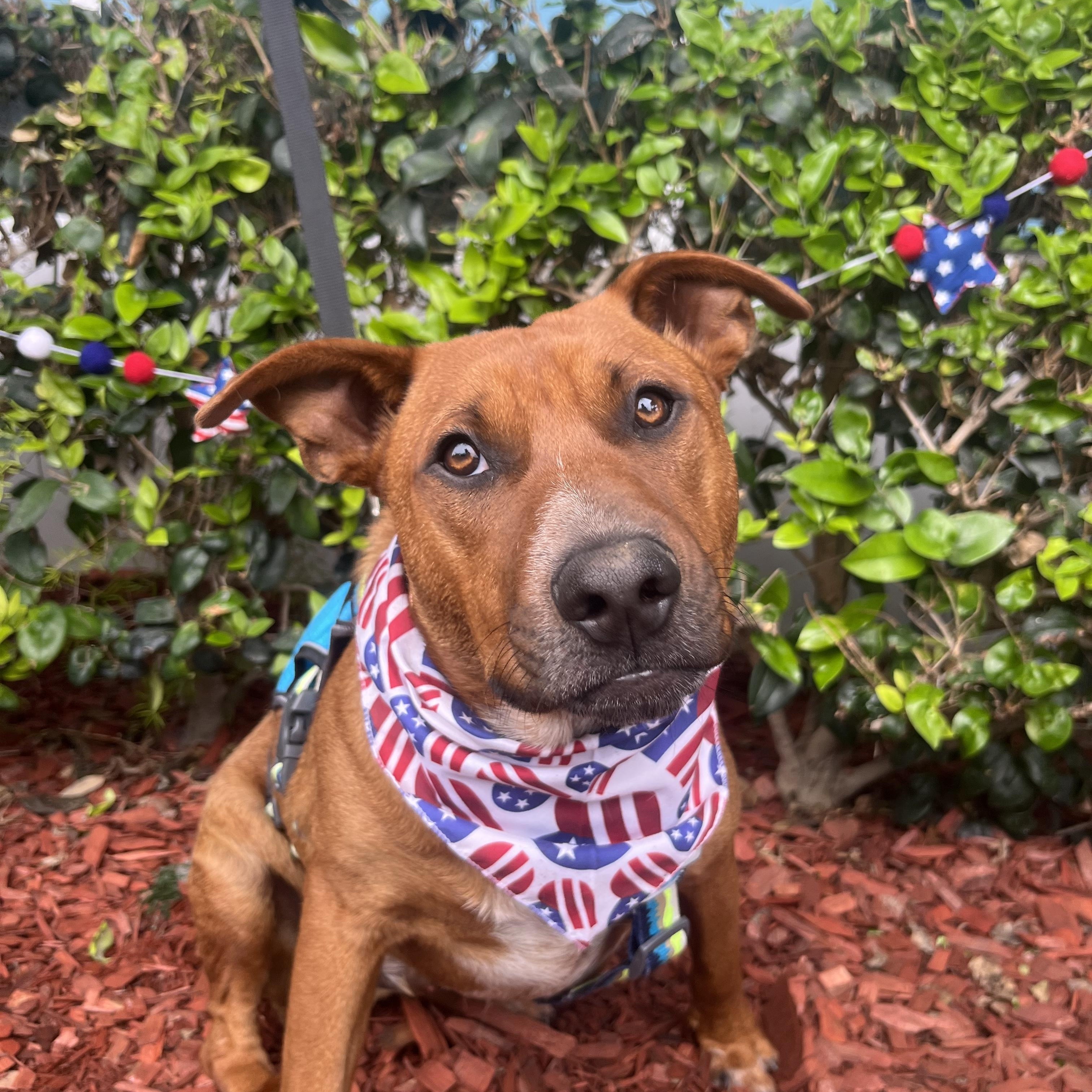 Enlarge Billie, a ADOPTABLE mixed breed in South El Monte, CA image 2/5